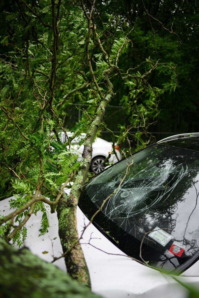 A tree that fell on a windscreen, cracking the windscreen severely.